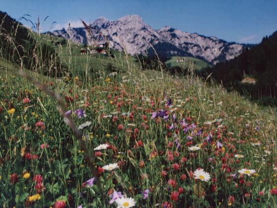 Blumenwiese Hirschbichl
