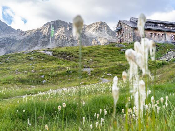 Blick durch das Wollgras auf die Darmstädter Hütte