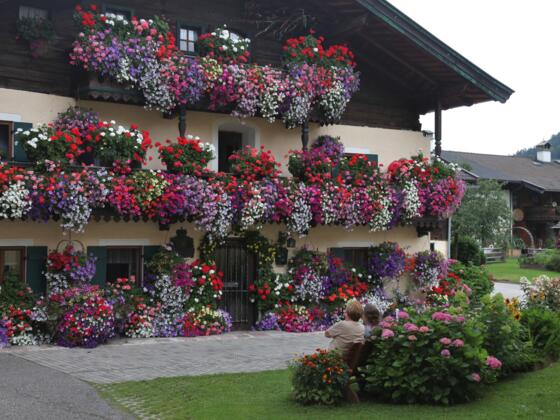 Blumenhaus in Scheffsnoth