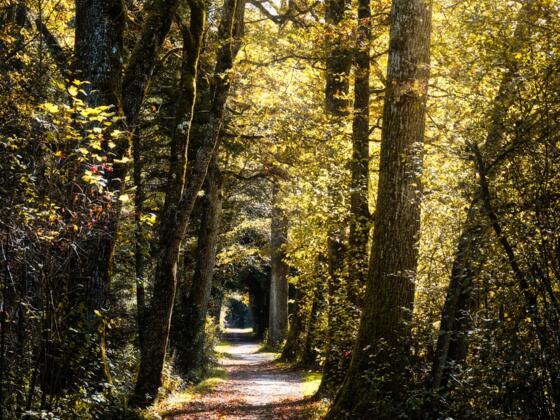 Farbinger Waldweg