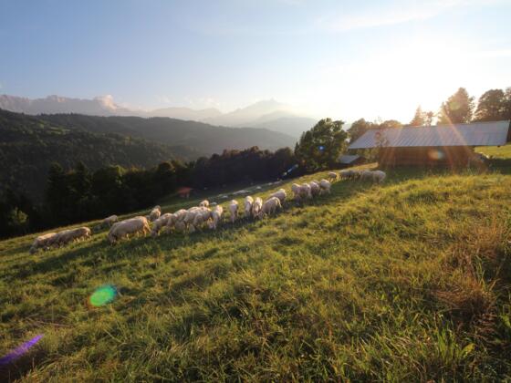 Wiese bei der Pfeifferalm