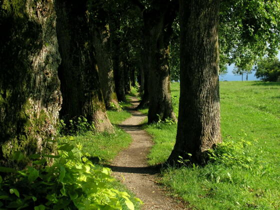 Steindlallee
