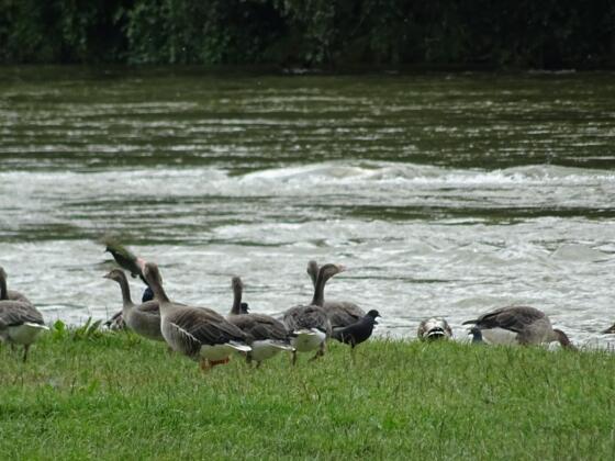 Frühlingsanlagen an der Isar in München