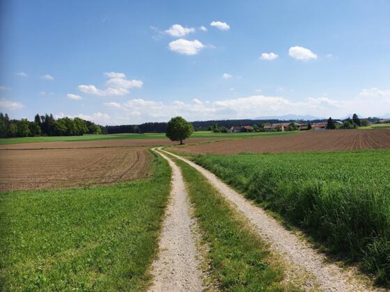 Weg von Schonstett nach Gunzenham