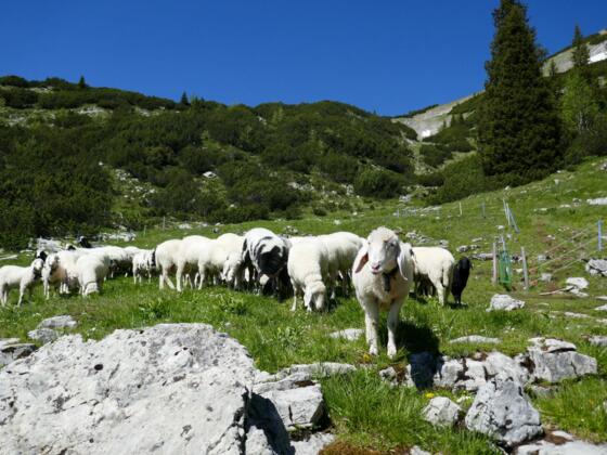 Schafherde an der Frieder-Alm