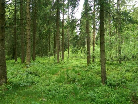Durch den Wald am Hopfensee