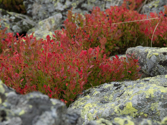 Herbstkraut am Wegesrand.