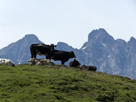 Idylle auf der Weide