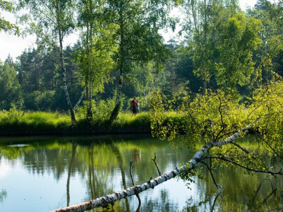 Einzigartige Naturerlebnisse am DonAUwald-Wanderweg