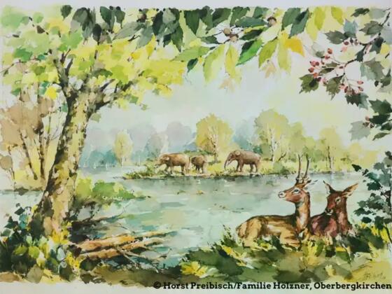 Oberbergkirchen Urwald/ Audioguide Locandy