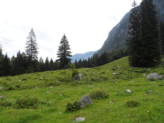 Almlandschaft