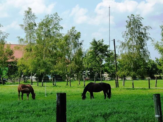 Pferde im Moos