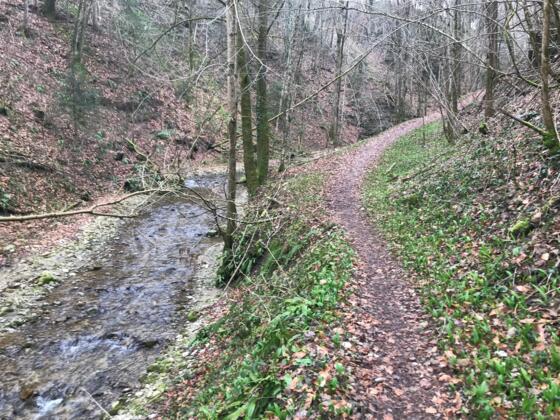 Trailrun - Ternberg - Bäckengraben