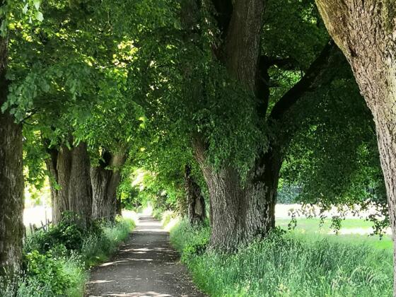 Dickenreiser Allee
