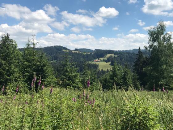Blick vom Wolfsberg