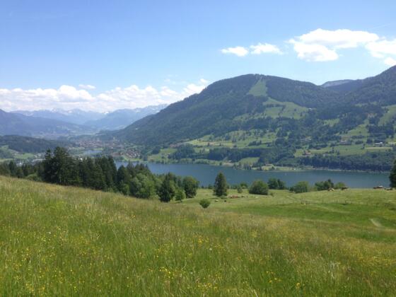 Blick auf den Alpsee