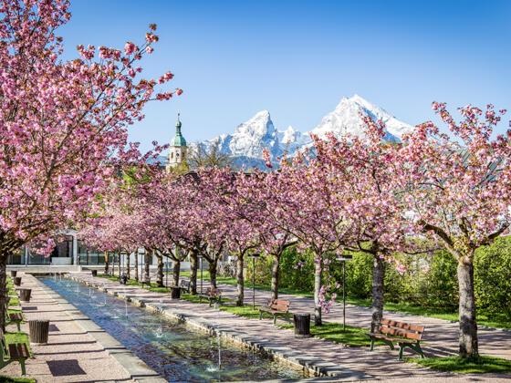 Kirschblüte im Kurgarten Berchtesgaden vor dem schneebedeckten Watzmann