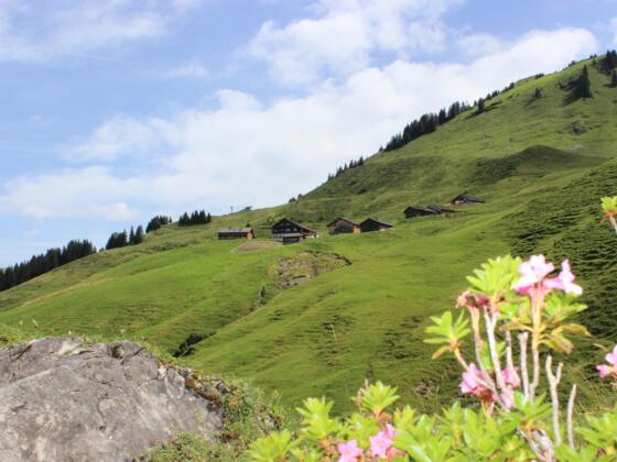 Alpe
