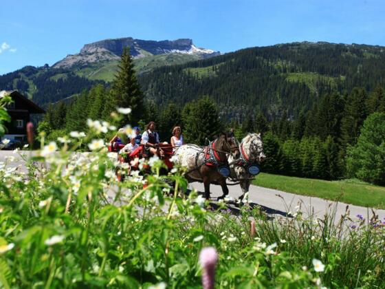 Hammerer´s Kutschen- und Pferdeschlittenfahrten