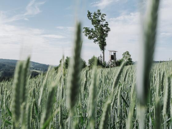 Ein Getreidefeld - Symbolbild