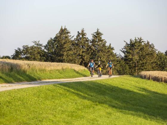 Radfahrer im Holzland
