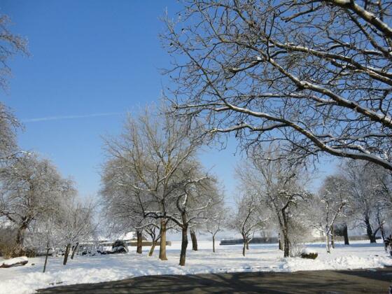 Obstgarten im Winter