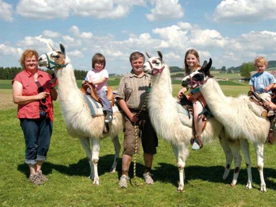 unsere Lamas