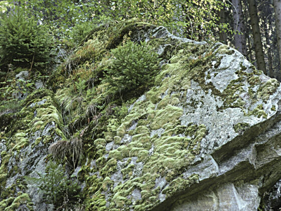 Kleiner-K%c3%b6sslbach_mit-Moosen-und-Jungfichten-bewachsene-Granitfelsen_c-Limberger-Josef_web