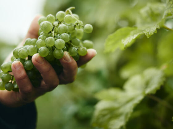 Weintrauben - Symbolbild