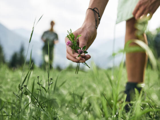 eine Person beim Pflanzenpflücken auf einer Wiese - Symbolbild