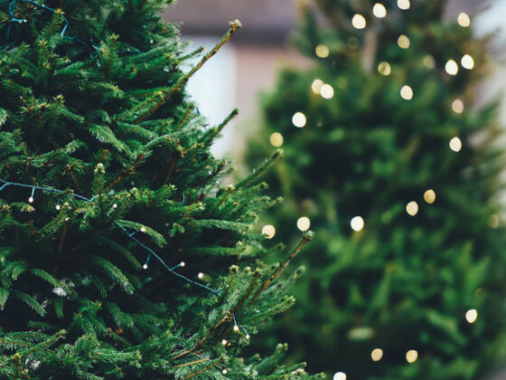 2S-Christbaumverkauf-Fotocredit-unsplash-annie-spratt