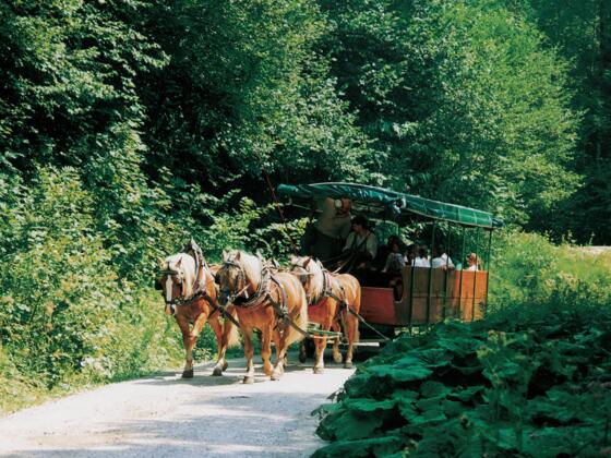 Kutschenfahrten im Reichraminger Hintergebirge