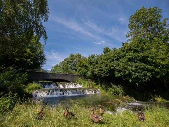 Idylle am Stadtweiher Riedenburg