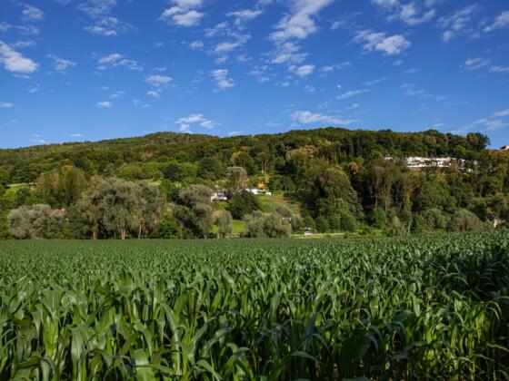 Blick Plesching zum Pfenningberg