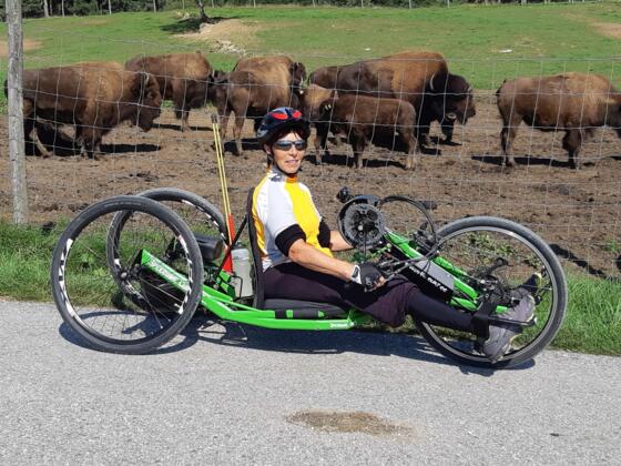 Bei den Bisons