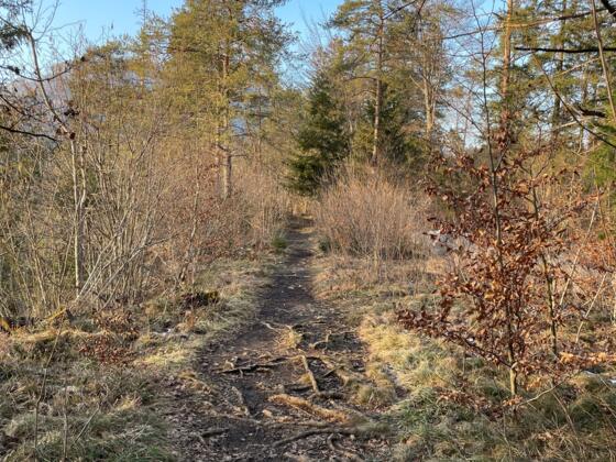 Rinnende Mauer Trail - Molln (kurz)