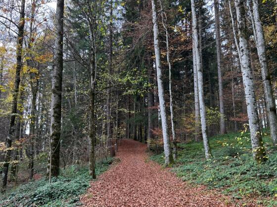 Rainwald Oberstaufen