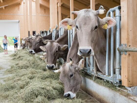Kühe füttern im neuen Laufstall