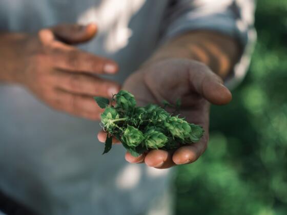 Hopfendolden in einer Hand
