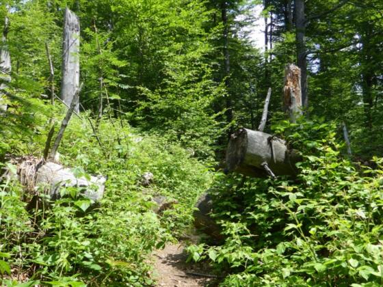 Waldweg