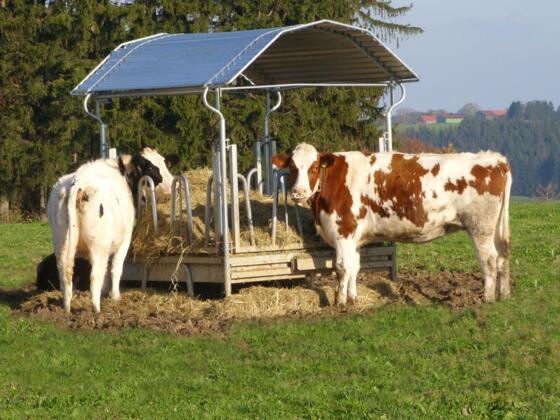 Unsere Futterstation im Freien