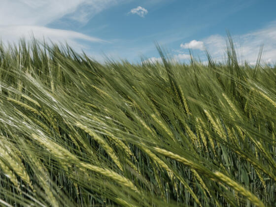 Weizenfeld - Symbolbild