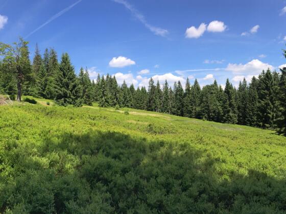 Sulzschachten