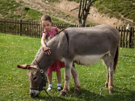 Esel Emil liebt es gebürstet zu werden