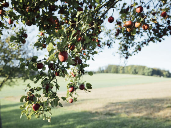 Apfelbaum - Symbolbild