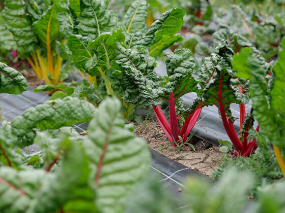 Mangold im Anbau -Symbolbild