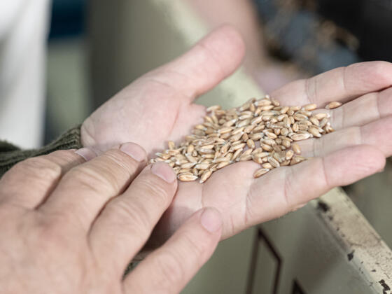 frisches Getreide - Symbolbild