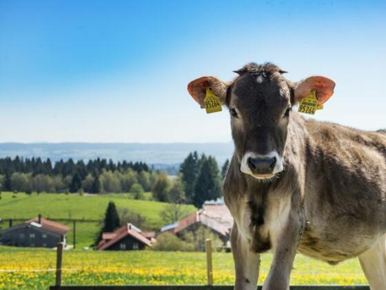 Urlaub auf dem Bauernhof - Biolandhof Maidel