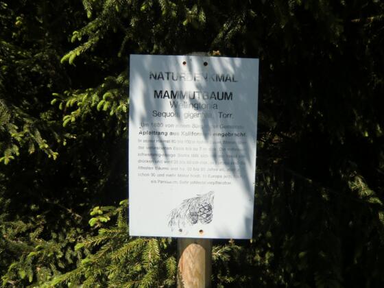 Infotafel zum Mammutbaum