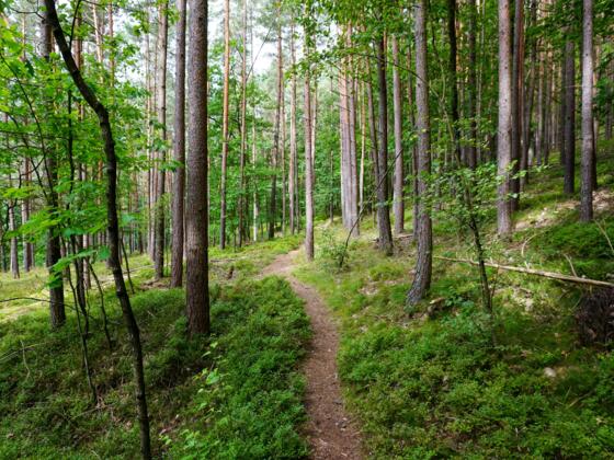 Rundweg Muppberg